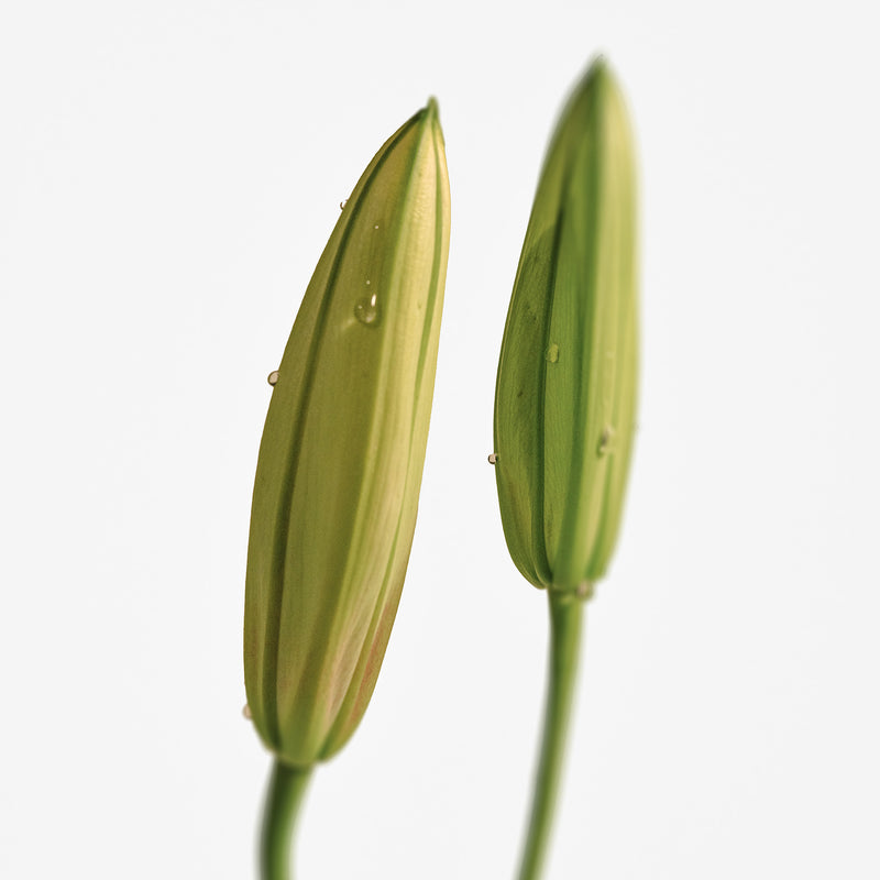 Addc't Solid Perfume Naked Muguet 313 (30g) SCENT MOOD