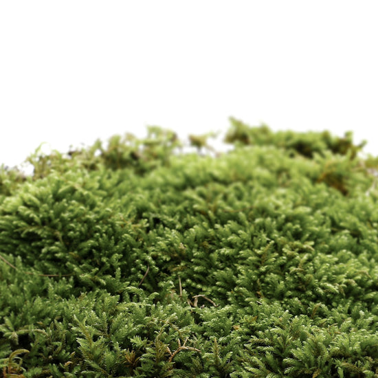 Addct Solid Perfume Naked Oak Moss 501 (30g) MOOD SCENT